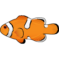 Designer Clownfish Types - Picasso, Snowflake, DaVinci Clownfish