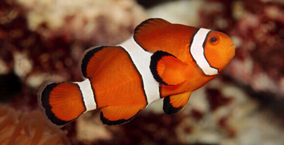 Clown Fish Food And Diet